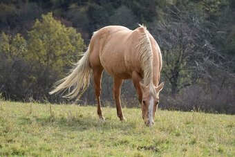 Roční klisna, kobylka AQH, QH, USA papíry - 10