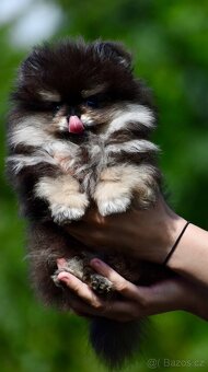 Pomeranian - 10