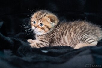 Scottish Fold a Scottish Straight - 10