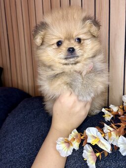 Štěňátka pomeranian bez PP - 10