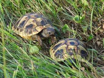 Malé suchozemské želvy - 10