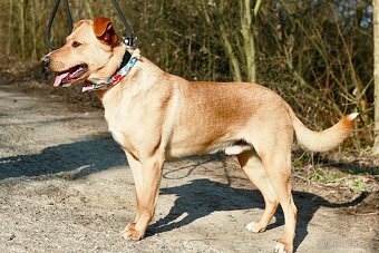 MONDELEZ K ADOPCI - 3 ROKY,PŘÁTELSKÝ,VHODNÝ K RD - 10