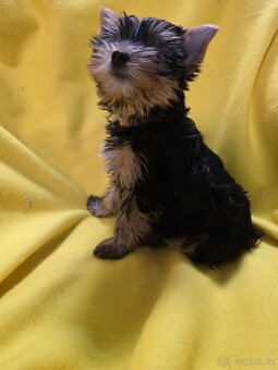 Jorkšířský teriér - 10