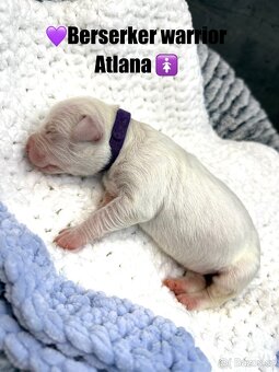 American bully XL/XXL s PP - 10