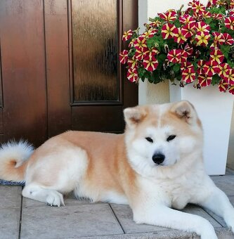 Akita inu s PP - 10