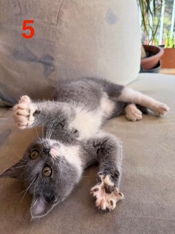 Modrá britská koťátka - 10