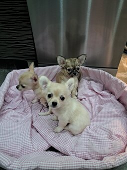 Čivava Mini Fenečky - 10