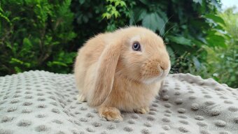 Zakrslý beránek, králíček, králík - RIKI - 10