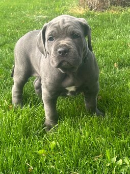 Cane Corso s PP - 10