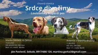 Louisianský leopardí pes s PP - 10