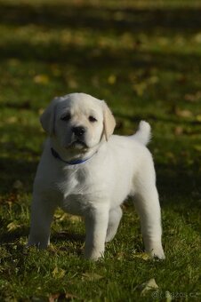 🐾 Labradorský retrívr s PP – štěňátka k odběru ihned 🐾 - 10