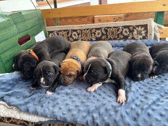 Americký stafordsirsky terier, Stafford, amstaf - 10