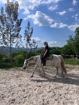 Prodám hodného valacha QH - 10