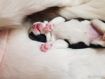 Bernardýni s PP - 10