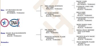 DOUBLE Homozygot Paint Horse APH - 10