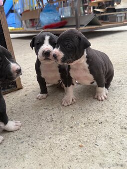 Americký stafordšírský Teriér, Staford, Amstaff, AST - 10