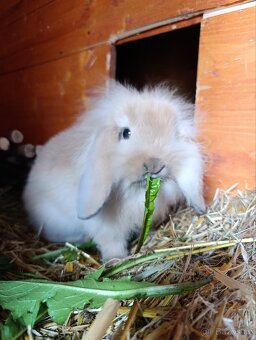 Zakrslí králíčci, lvíček, minilop - 10