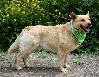 ZIPPY K ADOPCI - 5 LET, VESELÝ, ODDANÝ,ZVĚDAVÝ - 10