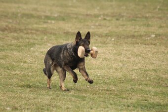 Německý ovčák - štěňátka s PP - 10