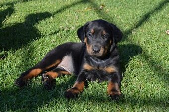 Štěňátko Beauceron s PP - 10