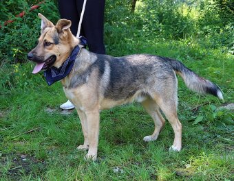 HAKIM K ADOPCI - 3 ROKY, KRÁSNÝ,PŘÁTELSKÝ,HRAVÝ - 10