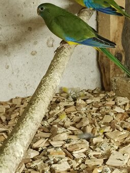 Neoféma tyrkysová - 10