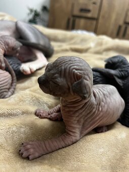 Kanadský sphynx - 10