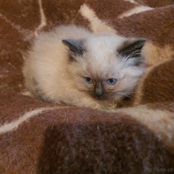 Kocurik ragdoll - 10