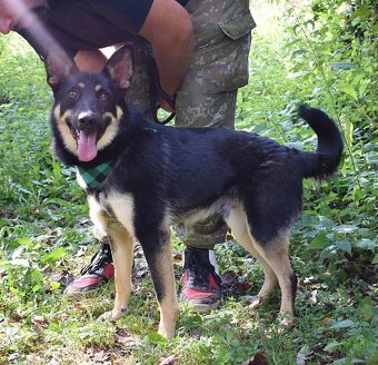 JANOT K ADOPCI - 1 ROK, MILÝ, PŘÁTELSKÝ - 10