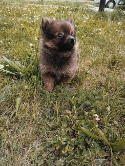 Pomeranian bez pp - 10