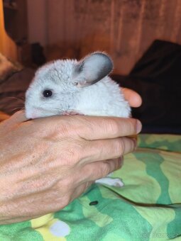 Činčila-Rezervace do 1.11. - 10