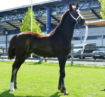 REZERVACE- Welsh Cob klisna 3 roky - 10