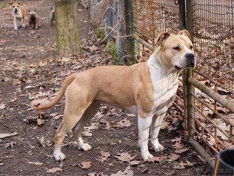 Americký stafordšírský teriér s PP fenka 2 - 10