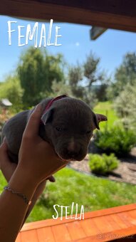 American bully xl s PP- rezervace štěňátek - 10