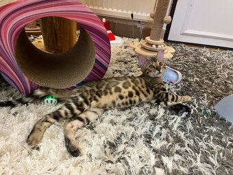 Bengálská kočka - 10