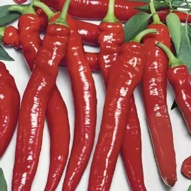 Semínka semena chilli i sladká paprika různé odrůdy - 10