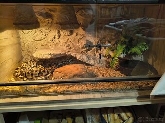 Krajta královská - samec - 10