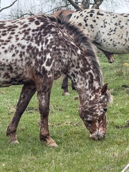 15 letá klisna - 10