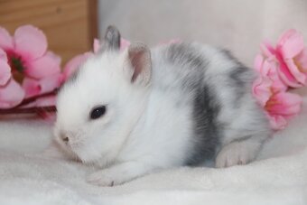 Miminka zakrslých teddy a lvíčků ihned k odběru i rezervaci - 10