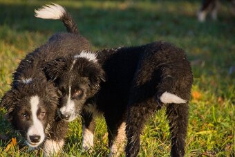 Border kolie s PP - 10