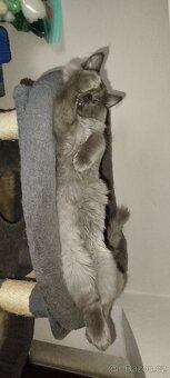 Mainská mývalí bez pp - 10