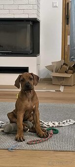 Šteniatko Rhodesian Ridgeback - 10