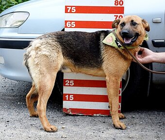 GRATO K ADOPCI - 2 ROKY, USMĚVAVÝ, MILÝ,ODDANÝ - 10