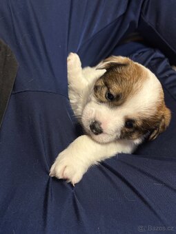Jack Russell teriér s PP - 10