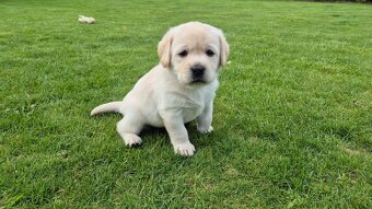 Štěňátka labradora s PP - 10