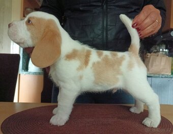 Beagle pejsek s PP - 10