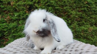 Zakrslý beránek, králíček, králík- MOLLY - 10
