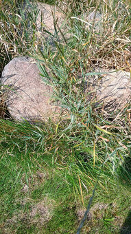 Prodám kameny. - 10