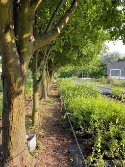 Sekání trávy, údržba zahrad - 10