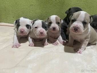 Americký stafordšírsky teriér - 10